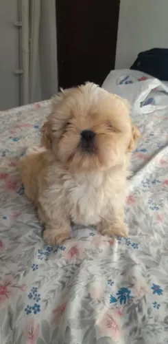 Vendo o último filhote macho da raça shitzu