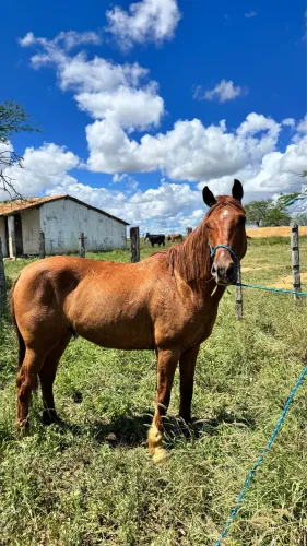 Cavalo meio sangue de QM