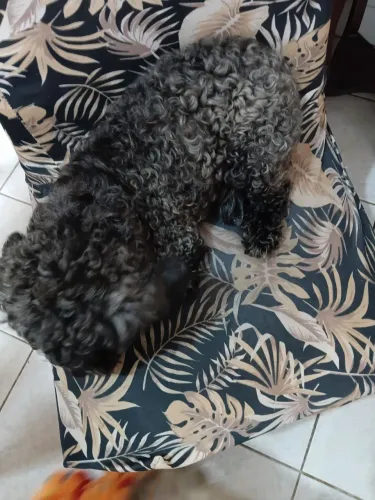 Poodle femea