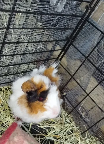 VENDO Porquinhos da índia