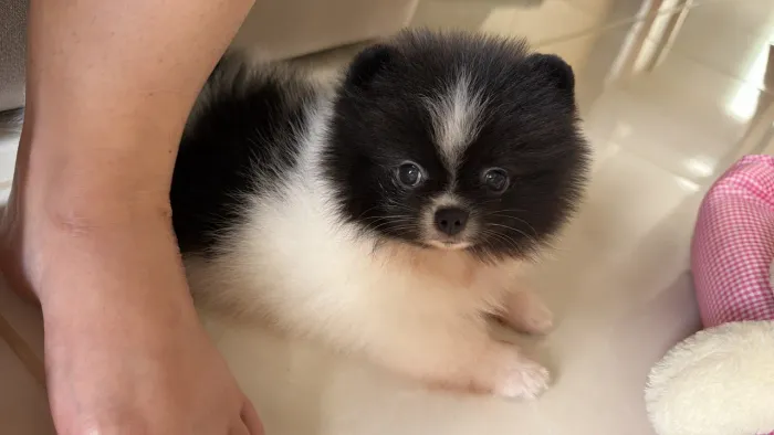 Vende-se Spitz alemão fêmea 
