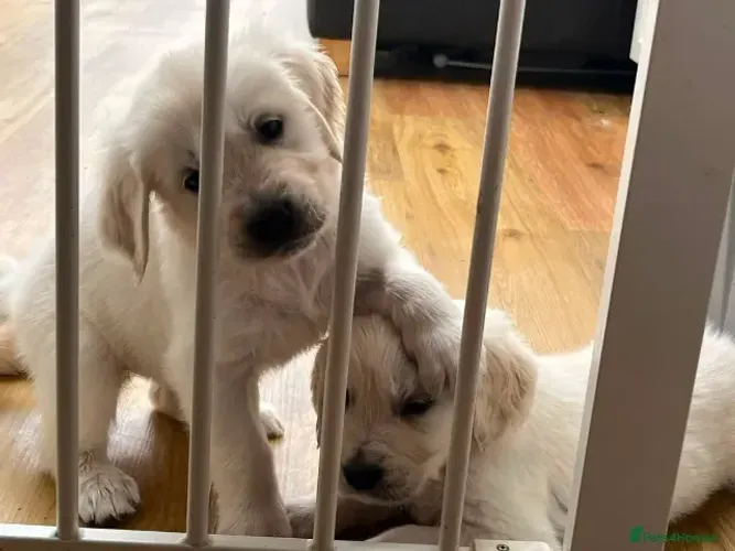 Neném Golden Retriever pelagem linda e temperamento dócil