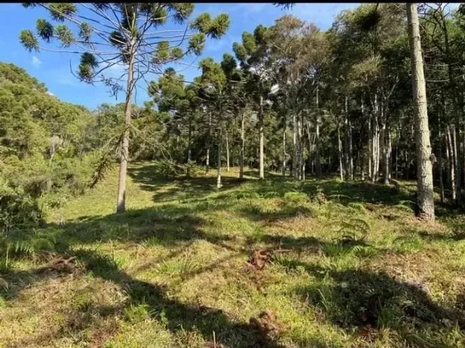 Belíssima Chácara de 15.000m!! Lugar encantador com muitas Araucárias. Delfim Moreira MG