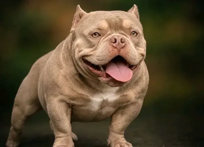 America bully filhotes