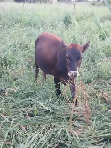 Vendo novilha jersolando 
