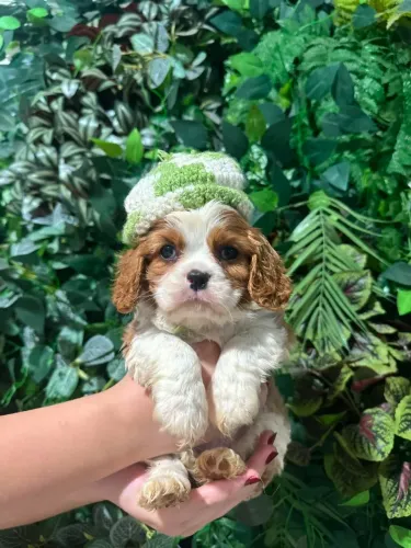CAVALIER KING CHARLES SPANIEL ALTO PADRÃO!!!