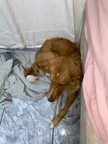 Cachorro para doação