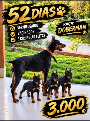 Filhotes de doberman macho