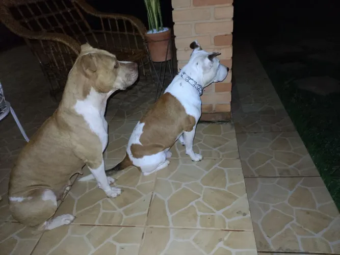 Doa-se Pitbull Red Nose Fêmea