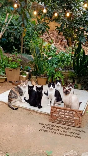 Gatinhos para adoção