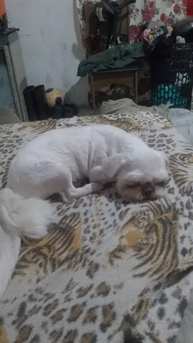 Tô doando um Shitzu adulto