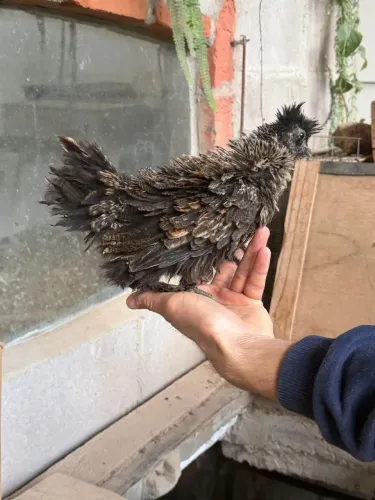 Galinha sedosa frisada