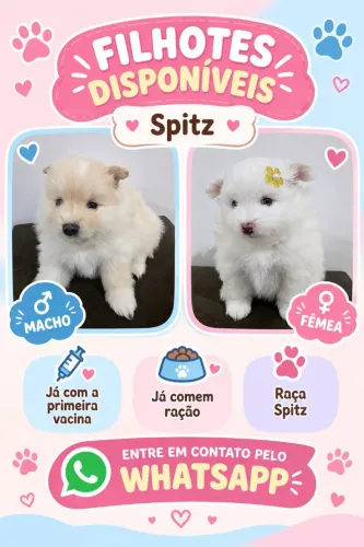 Filhotes de Spitz Alemão a venda - Macho e Fêmea