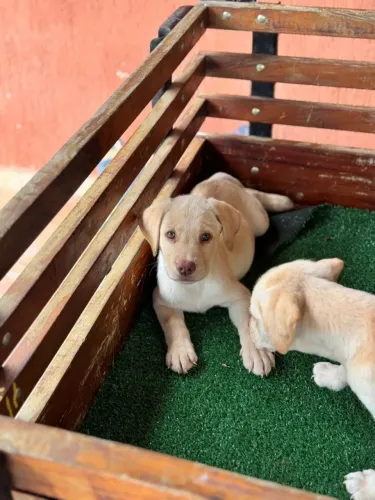 Labrador Amarelo ? última chance de garantir o seu filhote 