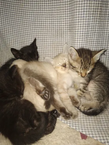 Gatos