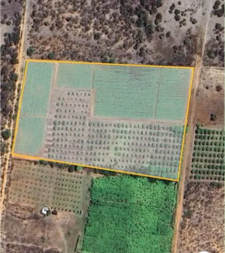 Roça 2,5 ha com 300 plantas de mangas adultas