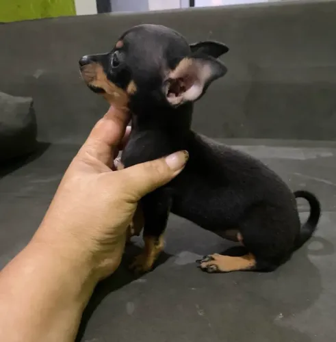 Filhote de Pinscher - Disponível