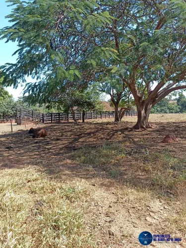Fazenda à venda - 50 Alqueires em Jaupaci Goiás Terra Vermelha