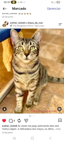 Gata para adoção