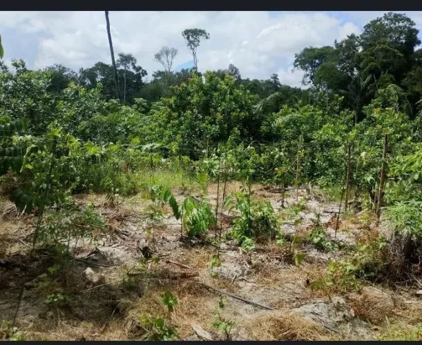 Terreno novo amanhecer