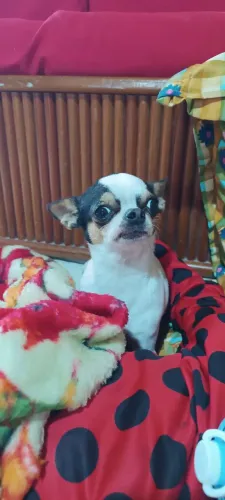 Vendo fêmea chihuahua 