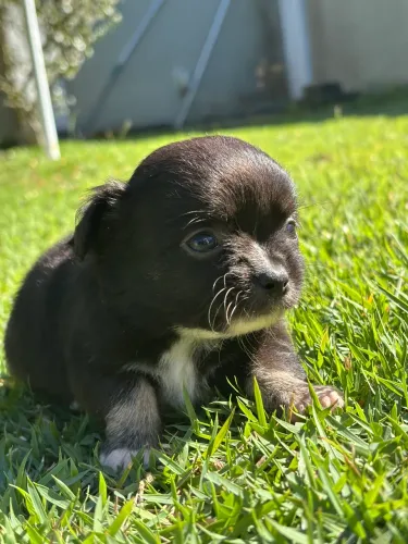 Chihuahua pelo longo 