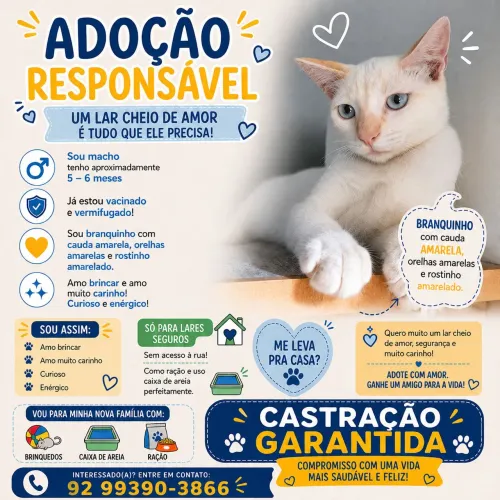 Gatinho macho - Adoção responsável 