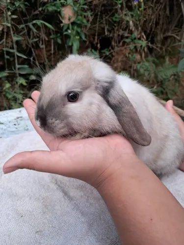 coelhinho mini lope uruguaio