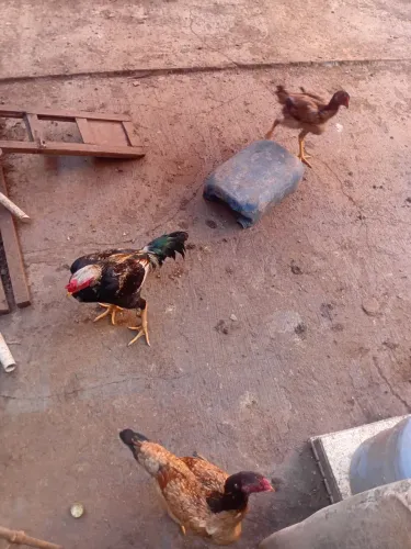 Galinhas de raça 
