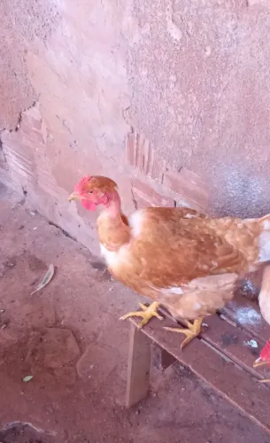 Vendo Galinha