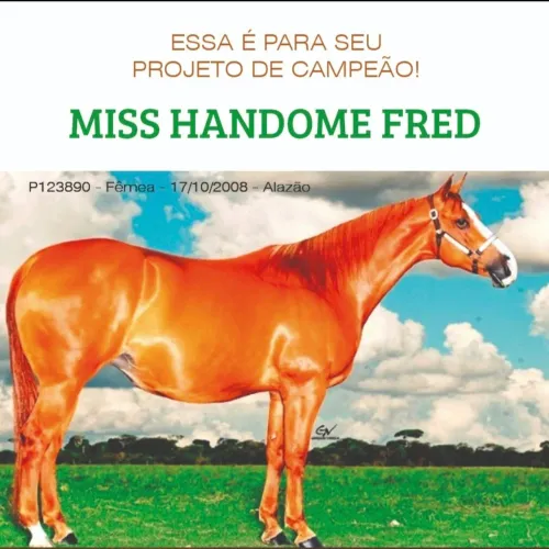 Égua Miss Handome Fred - Genética de Elite ABQM