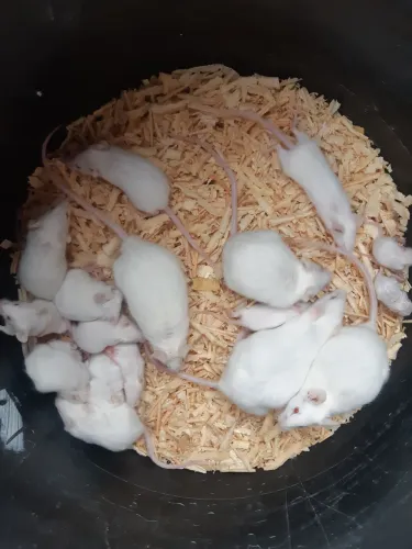 Camundongos 
