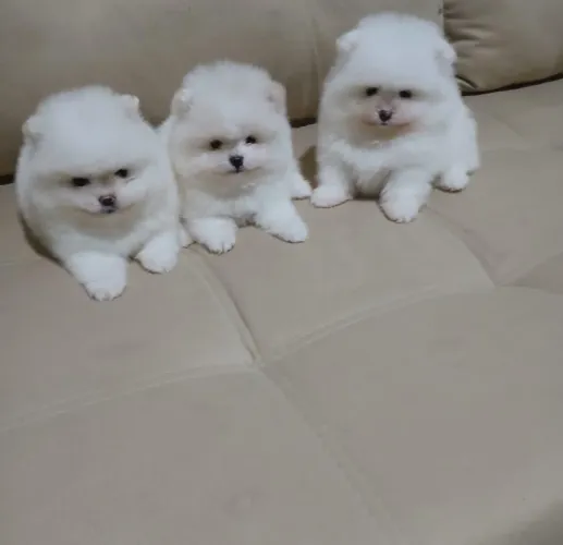 Lulu da Pomerânia Macho