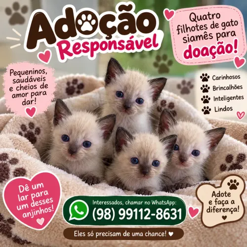 Filhotes de gato siamês para doação