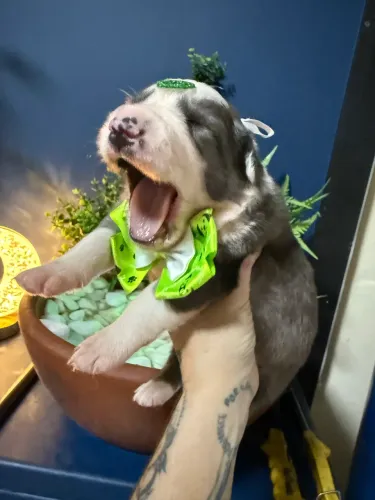 Border collie filhotes