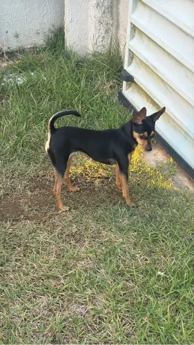 Cachorra Pinscher fêmea procurando um machinho