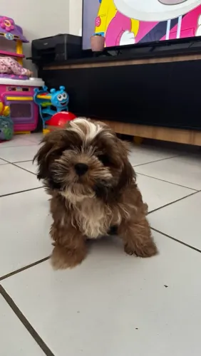 Cachorro shih tzu bebê