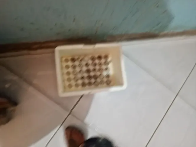 Ovos galados de codornas gigantes