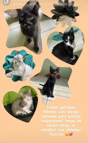 Gato pra adoção 