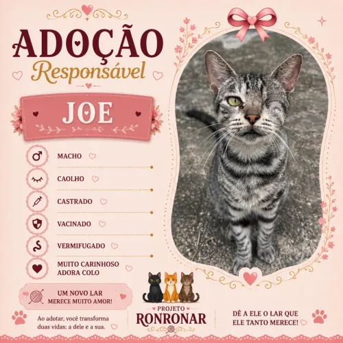 Gato macho para adoção 