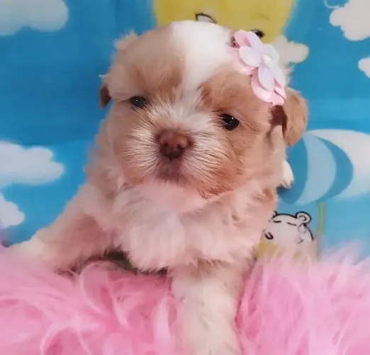 Vendo Shit-tzu fêmea 