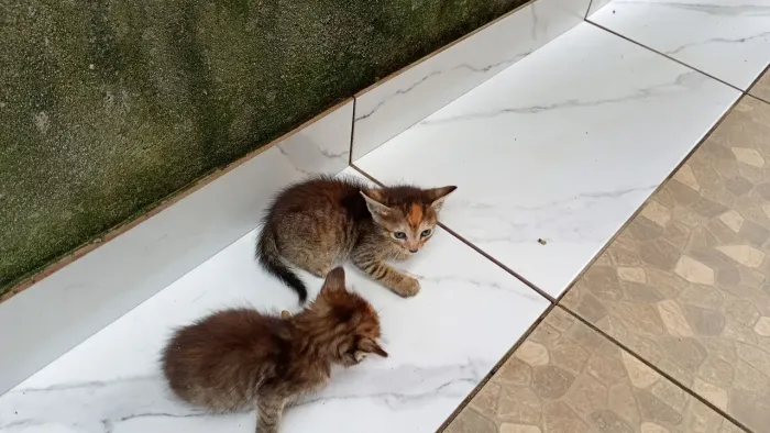 Doação de Gatos