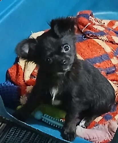 chihuahua pelo longo