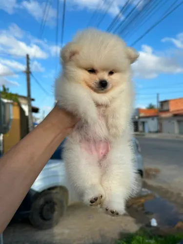 Spitz alemão 