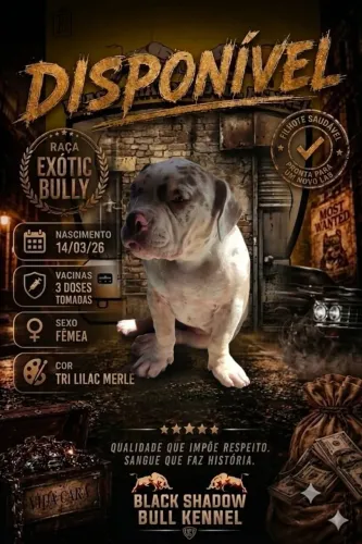 American Bully Macho e Fêmea (5 Meses) - Pedigree Merlin, Vacinados e Vermifugados