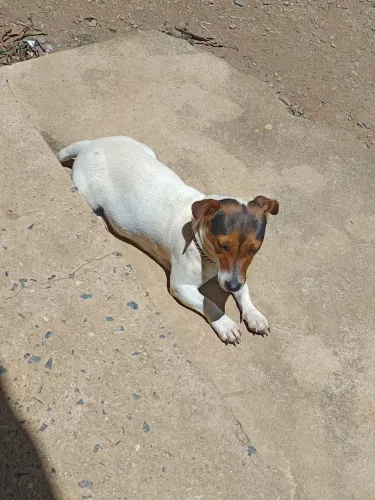 Vendo filhote Jack Russel