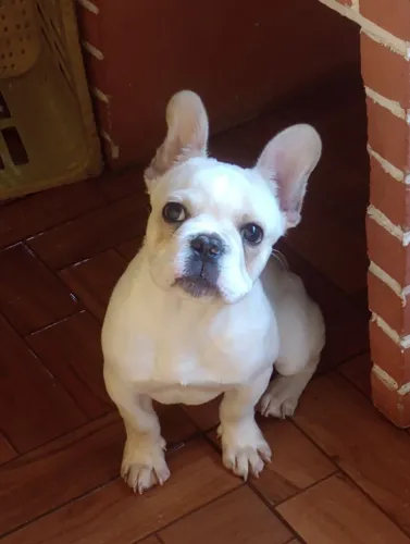 Buldogue francês