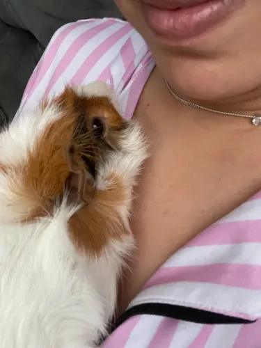 Porquinho da índia