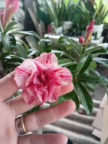 Rosa do deserto