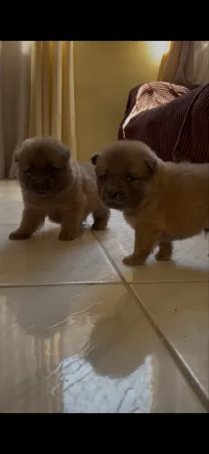 Filhote de chow chow raça pura